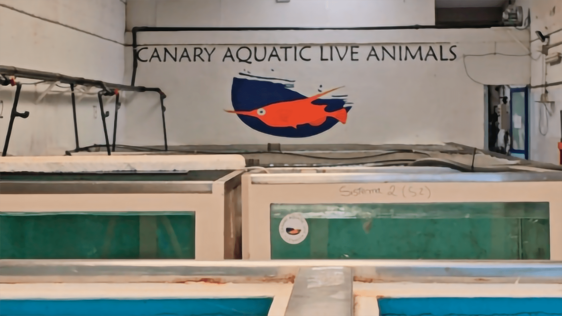 Sala con tanques de agua para animales acuáticos vivos y cartel en la pared con el logo de Canary Aquatic Live Animals.
