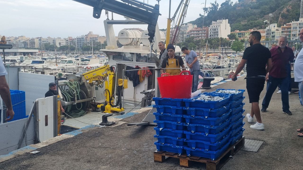 Descarga de pelágicos en Blanes.