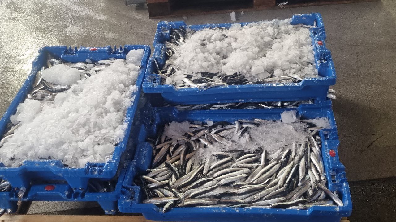 Descarga de pelágicos en Blanes.