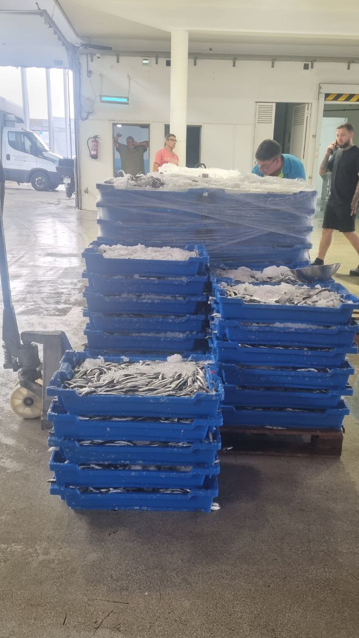 Descarga de pelágicos en Blanes.